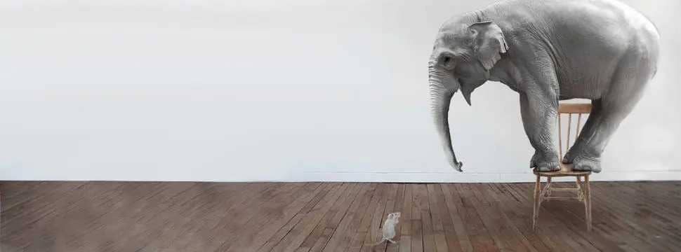 Elephant on a chair afraid of a mouse on the floor